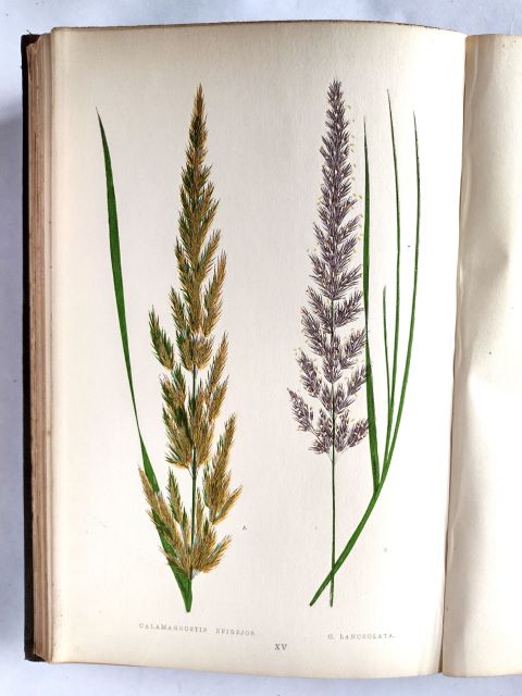 A Natural History of British Grasses inside